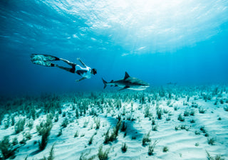 DISCOVERSHARKS
