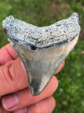 Load image into Gallery viewer, Megalodon Shark Tooth / #13