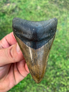 Megalodon Shark Tooth / #19