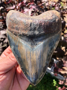 Megalodon Shark Tooth / #24