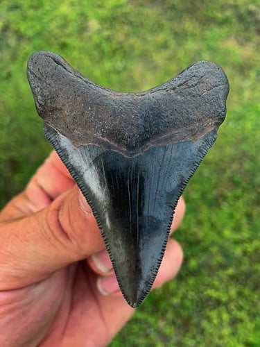 Megalodon Shark Tooth / #11