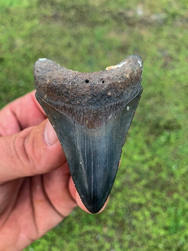 Megalodon Shark Tooth / #15