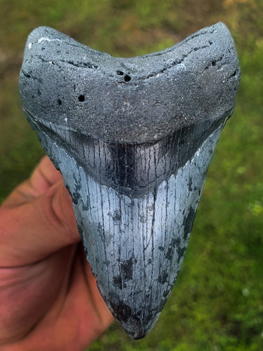 Megalodon Shark Tooth / #8