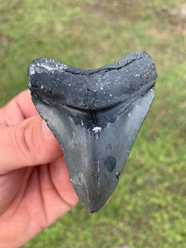 Megalodon Shark Tooth / #17