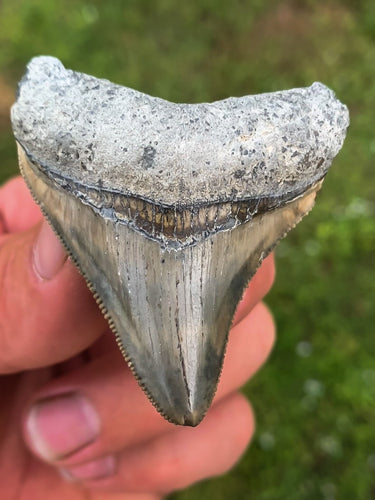 Megalodon Shark Tooth / #13
