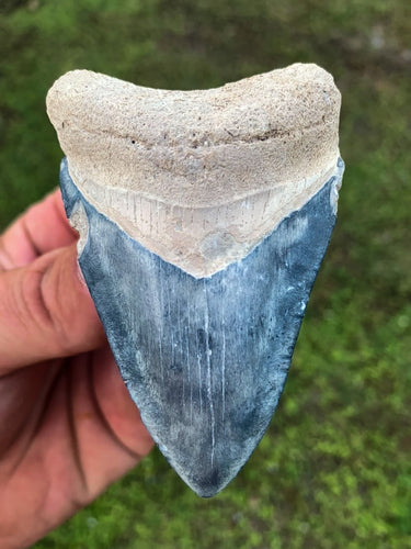 Megalodon Shark Tooth / #16