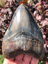 Load image into Gallery viewer, Megalodon Shark Tooth / #24