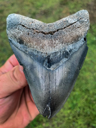 Megalodon Shark Tooth / #22