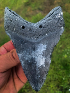 Megalodon Shark Tooth / #8