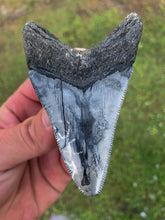 Load image into Gallery viewer, Megalodon Shark Tooth / #25