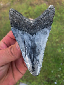 Megalodon Shark Tooth / #25