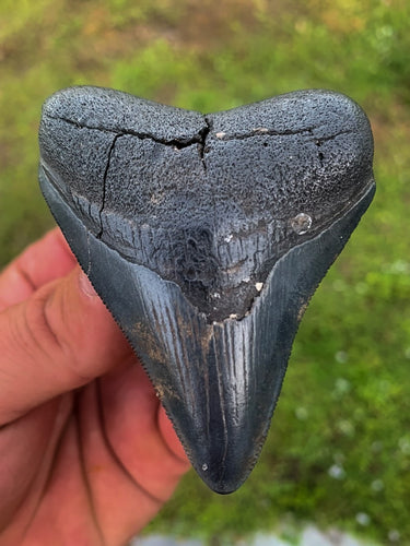 Megalodon Shark Tooth / #12