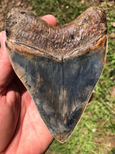 Load image into Gallery viewer, Megalodon Shark Tooth / #24