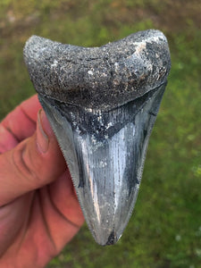 Megalodon Shark Tooth / #25