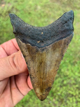 Load image into Gallery viewer, Megalodon Shark Tooth / #19