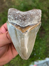 Load image into Gallery viewer, Megalodon Shark Tooth / #10