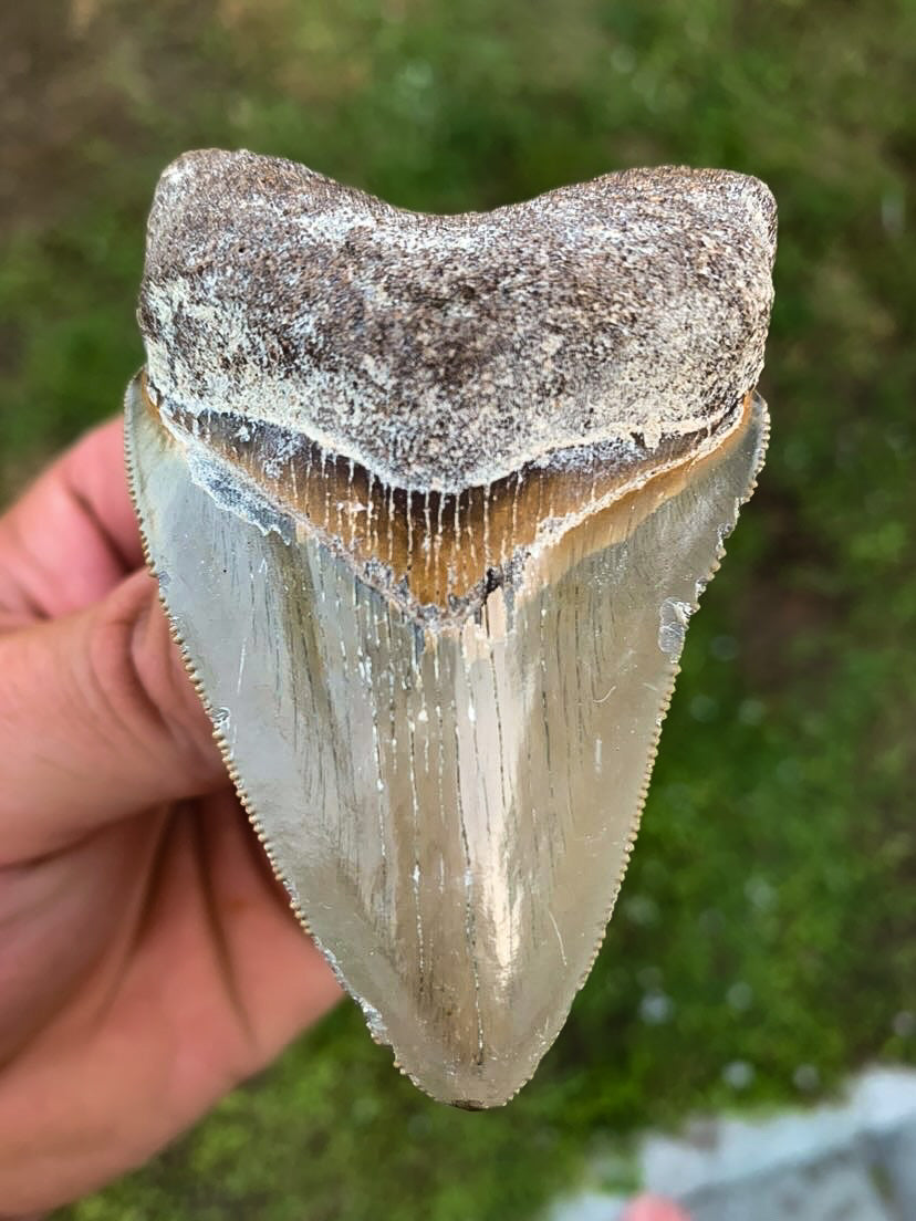 Megalodon Shark Tooth / #10
