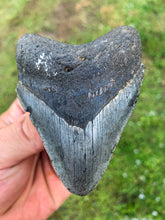 Load image into Gallery viewer, Megalodon Shark Tooth / #3