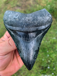 Megalodon Shark Tooth / #4