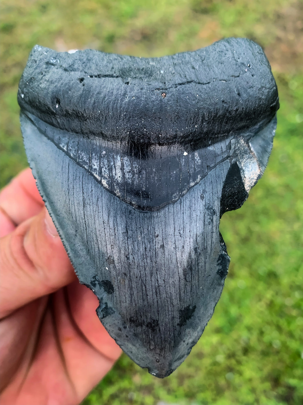Megalodon Shark Tooth / #6