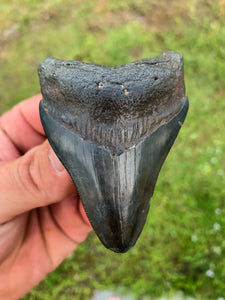 Megalodon Shark Tooth / #7