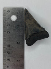 Load image into Gallery viewer, White Shark Tooth / #100