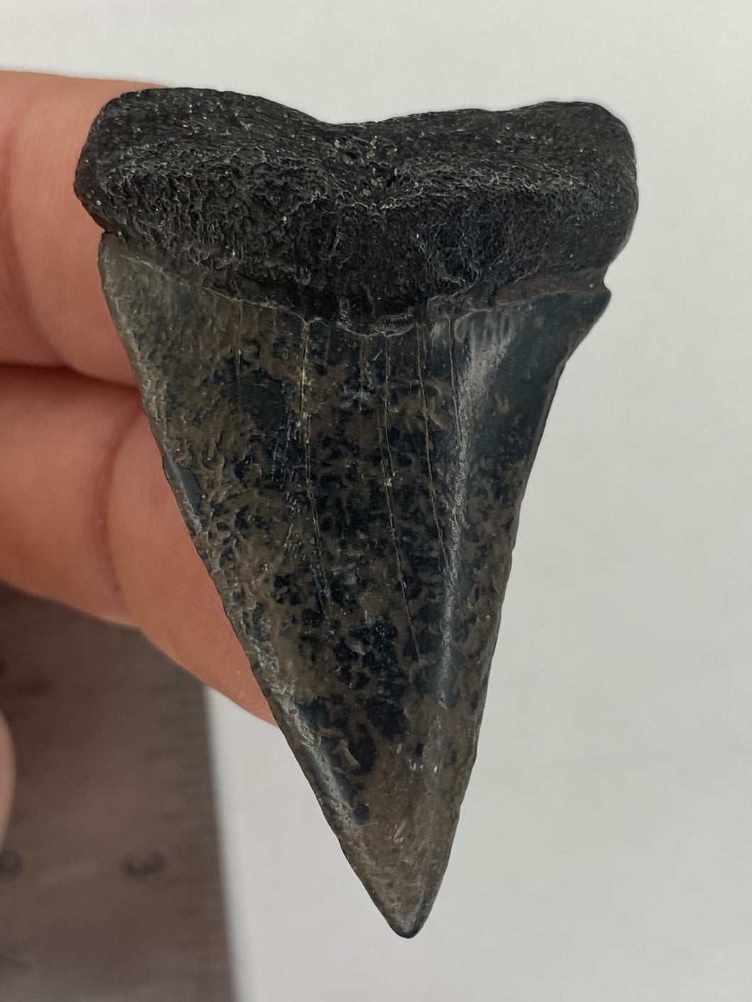White Shark Tooth / #100