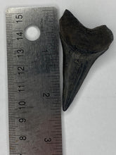 Load image into Gallery viewer, White Shark Tooth / #101