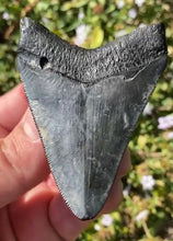 Load image into Gallery viewer, Megalodon Shark Tooth