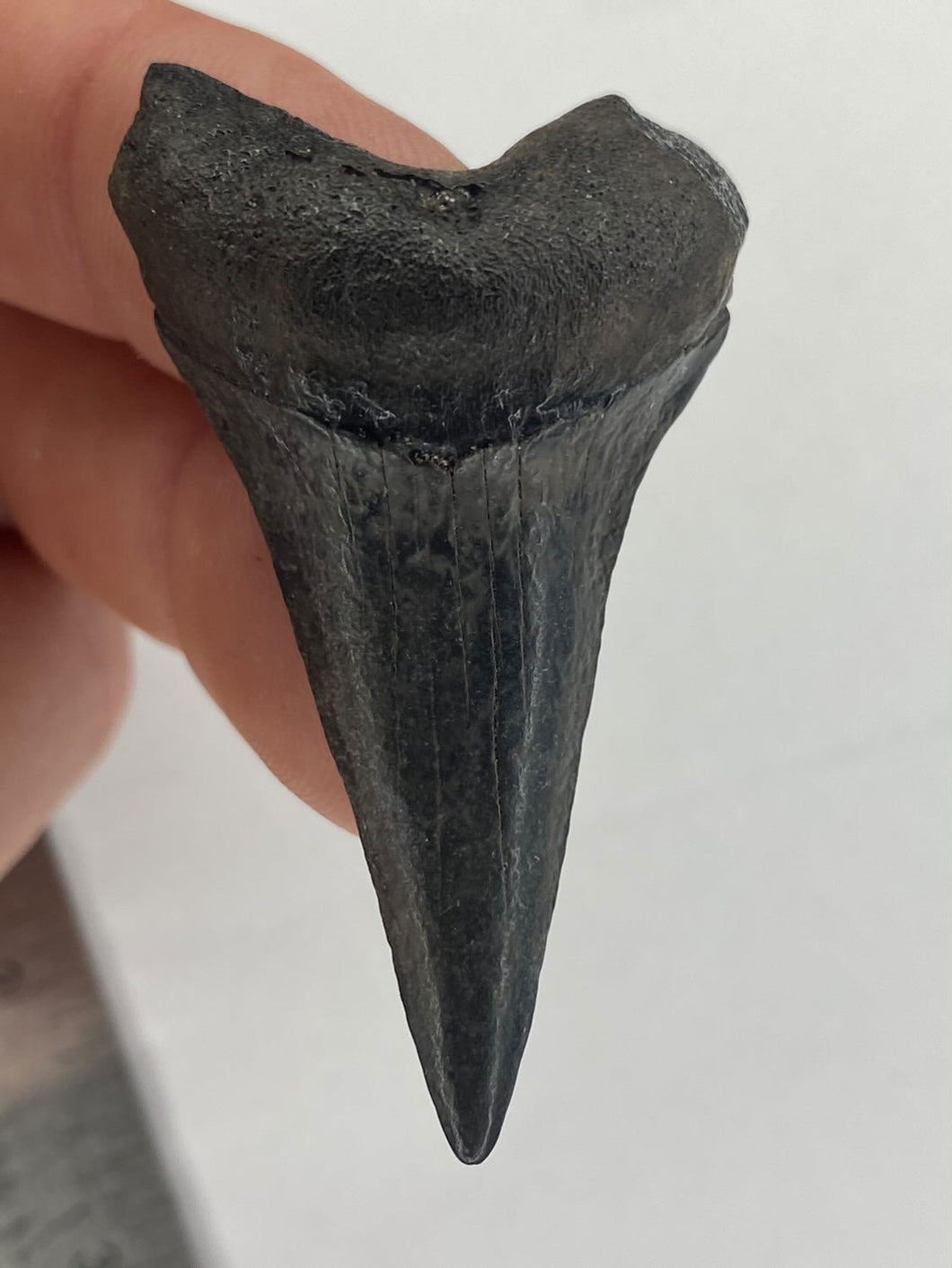 White Shark Tooth / #101